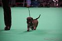 Crufts2011_2 1354